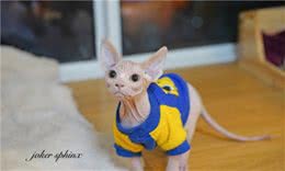 无毛猫闯进邻居家，被邻居当成小怪兽，无猫毛真有那么吓人？
