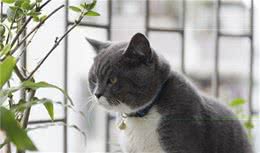 世界上十大最美猫品种排行，你们家主子上榜了吗？
