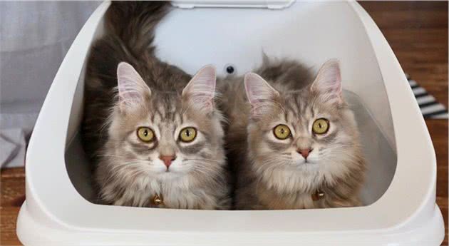 猫咪便秘问题不可小觑，了解如何应对能避免很多麻烦！