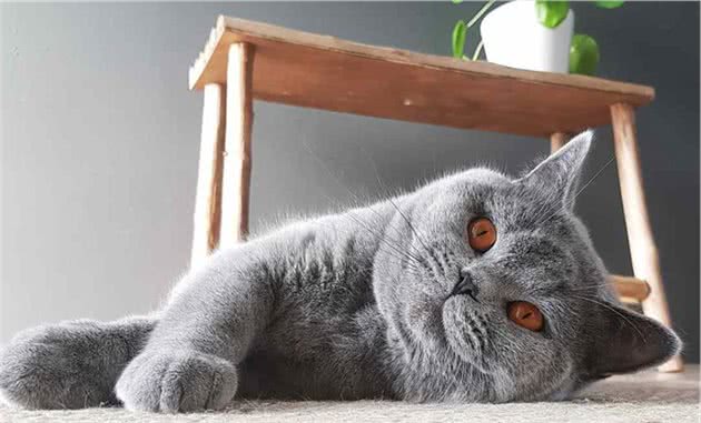 猫咪便秘问题不可小觑，了解如何应对能避免很多麻烦！
