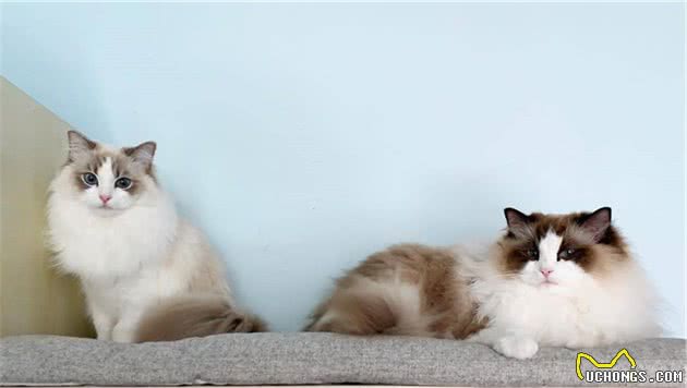 猫咪便秘问题不可小觑，了解如何应对能避免很多麻烦！