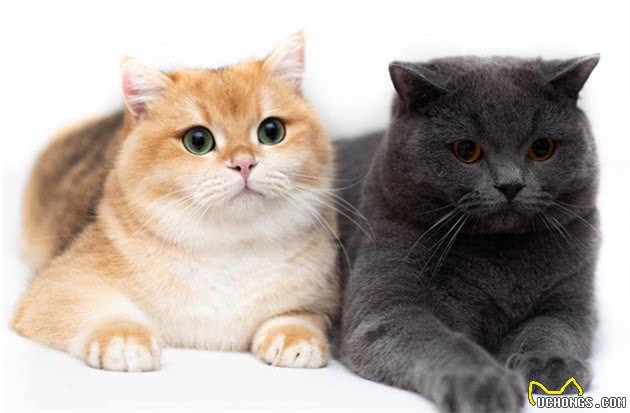 猫咪便秘问题不可小觑，了解如何应对能避免很多麻烦！