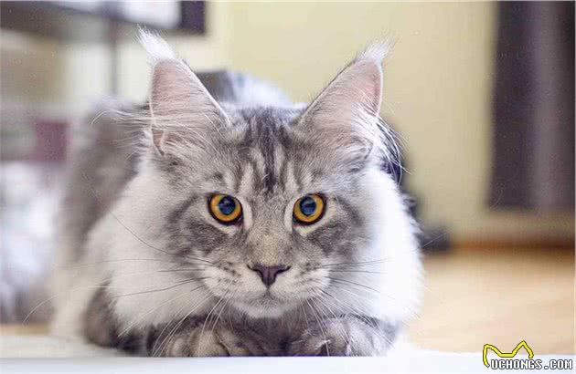 猫咪便秘问题不可小觑，了解如何应对能避免很多麻烦！