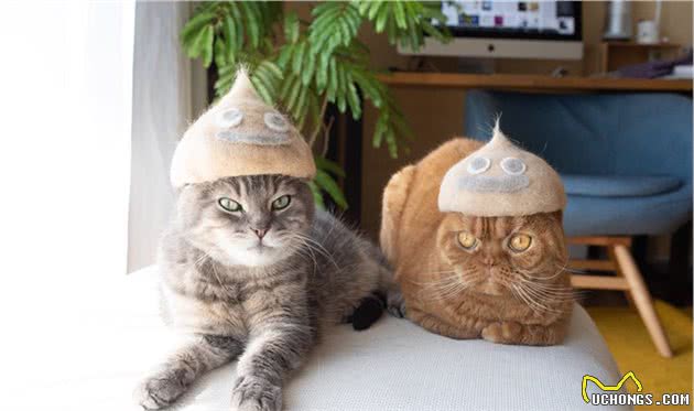 猫咪便秘问题不可小觑，了解如何应对能避免很多麻烦！