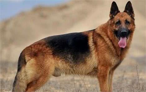 盘点在犬中智商排在第三的德国牧羊犬，背部被毛黑色，人称黑背