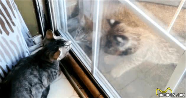 山猫带着5只小猫下山“游玩”，赖在别人家不走，家猫怂得不出门