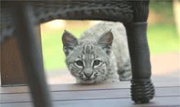 山猫带着5只小猫下山“游玩”，赖在别人家不走，家猫怂得不出门