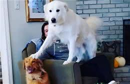 不好了，原来狗狗这6个行为，是把自己当老大了