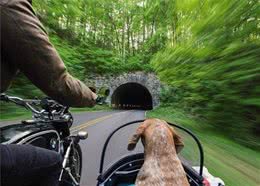 没有女票or男票，带上狗狗去旅行，一样超棒的