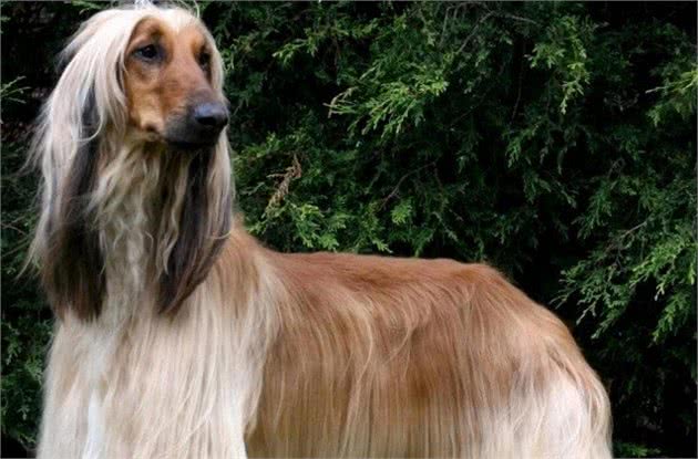 风靡全世界的犬中帝王—阿富汗猎犬