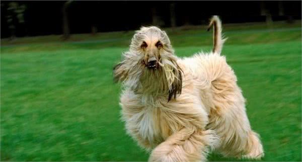 风靡全世界的犬中帝王—阿富汗猎犬