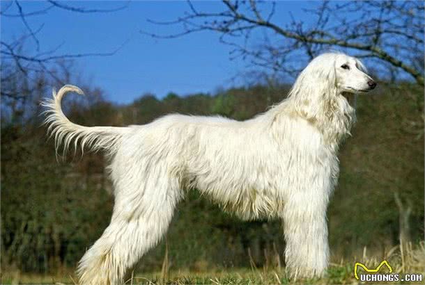 风靡全世界的犬中帝王—阿富汗猎犬