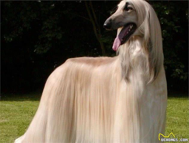 风靡全世界的犬中帝王—阿富汗猎犬