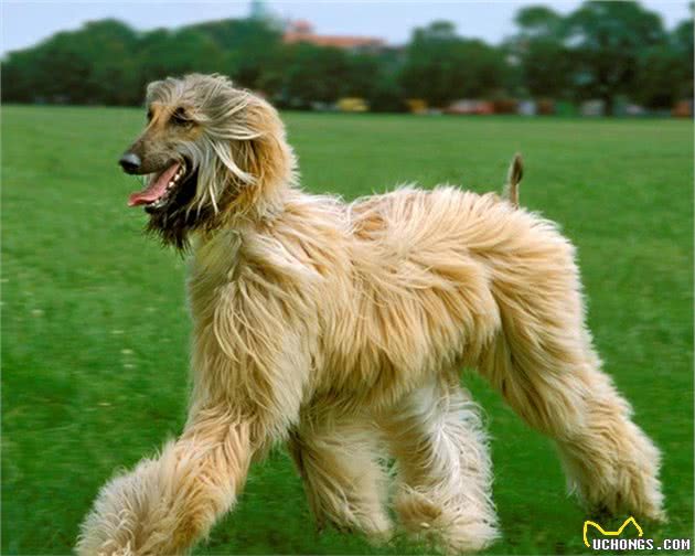 风靡全世界的犬中帝王—阿富汗猎犬