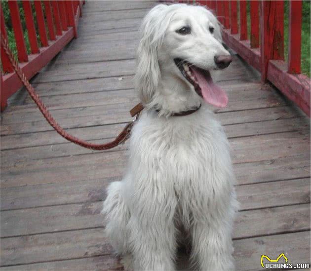 风靡全世界的犬中帝王—阿富汗猎犬