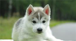 这几种情况下，最好不要给狗狗洗澡