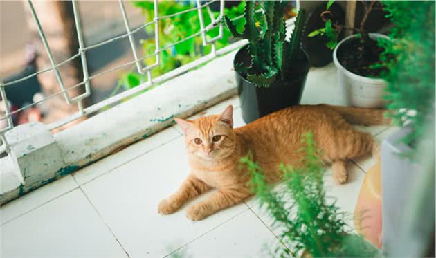 狸花猫的介绍、饲养、护理和其他注意事项