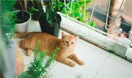 狸花猫的介绍、饲养、护理和其他注意事项