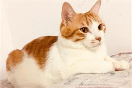 猫狗眼睛容易患角膜炎，家长要尽快判断原因对症下药哦