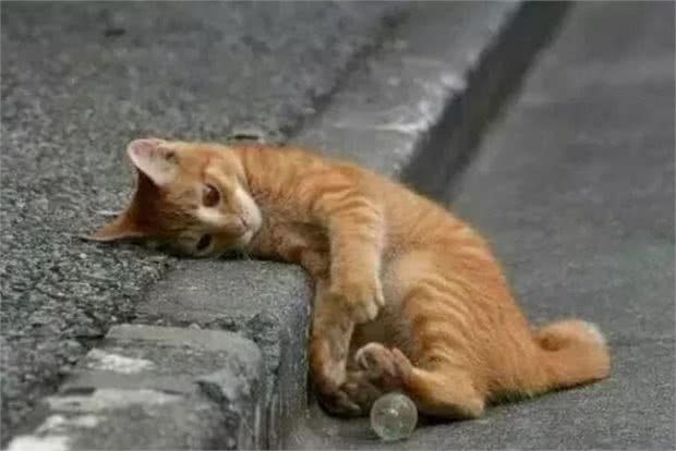 流浪猫耳朵上被剪，网友误以为猫咪被伤害，却发现是为了保护