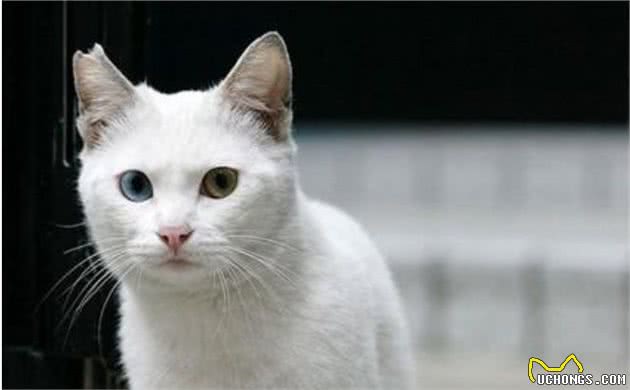 流浪猫耳朵上被剪，网友误以为猫咪被伤害，却发现是为了保护