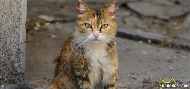 流浪猫耳朵上被剪，网友误以为猫咪被伤害，却发现是为了保护