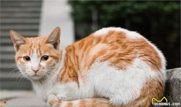 流浪猫耳朵上被剪，网友误以为猫咪被伤害，却发现是为了保护