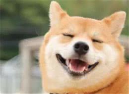 光知道柴犬当然还不够，柴犬还分4个品种