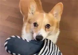 盘点狗狗犯错后的几种常见表现，你见过几种呢？
