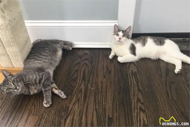 土耳其梵猫，喜欢游泳的猫咪，有个性惹人爱