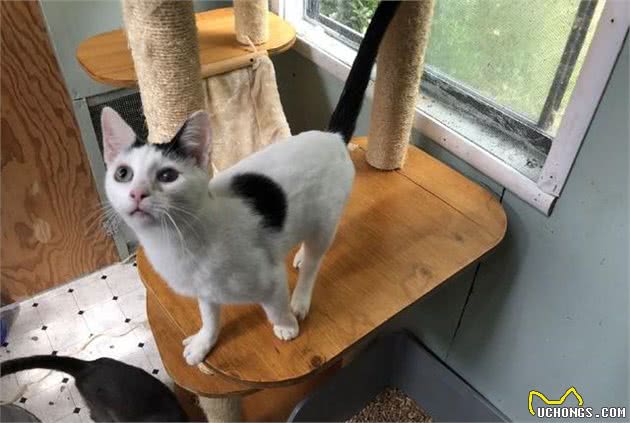 土耳其梵猫，喜欢游泳的猫咪，有个性惹人爱