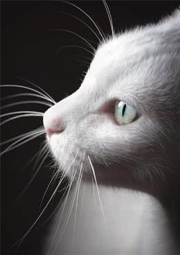 土耳其梵猫，喜欢游泳的猫咪，有个性惹人爱