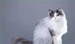 饲养“波斯猫”的6个误区，很多人都在犯