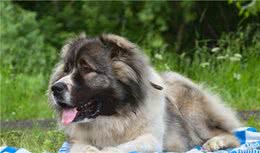 牧羊犬之一的高加索犬，勇猛护家，你见过吗