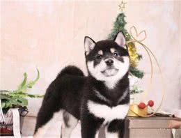 日本的黑色柴犬和中国的四眼犬怎么区分？