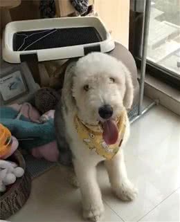 狗狗的叫声都有不同的含义，知道这些你可以跟狗狗无障碍交流