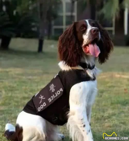 打猎什么狗嗅觉最好！十大优秀嗅觉猎犬