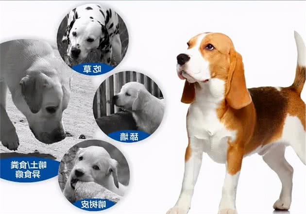 ?生吞匕首，狗改不了吃屎？警惕你家狗狗患上异食癖
