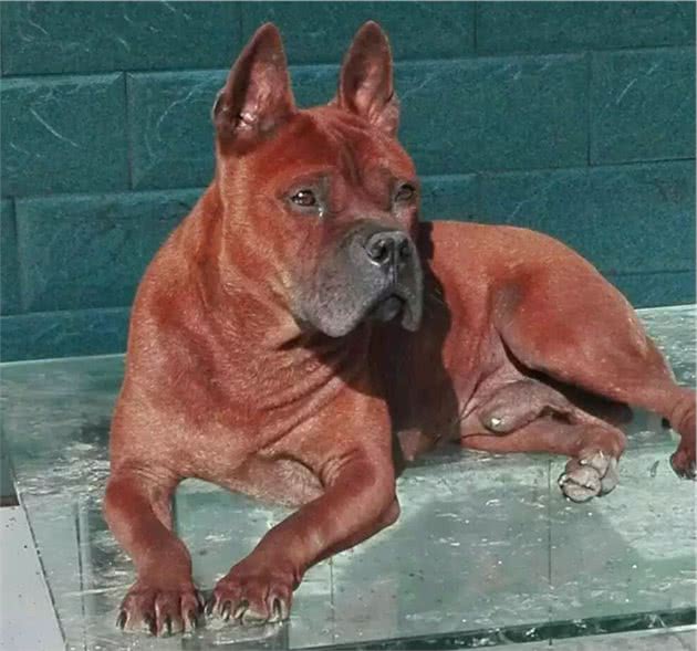 川东猎犬，因敢于“亮剑”，被称为国产猎犬之王