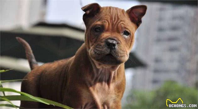 川东猎犬，因敢于“亮剑”，被称为国产猎犬之王
