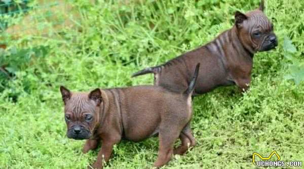 川东猎犬，因敢于“亮剑”，被称为国产猎犬之王