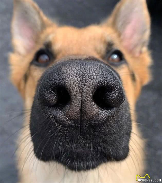 狗狗鼻子照来袭！二哈这次竟然不是最蠢萌的