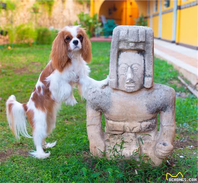 如此漂亮迷人的查理王小猎犬，你有见过吗？