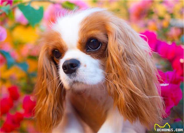 如此漂亮迷人的查理王小猎犬，你有见过吗？