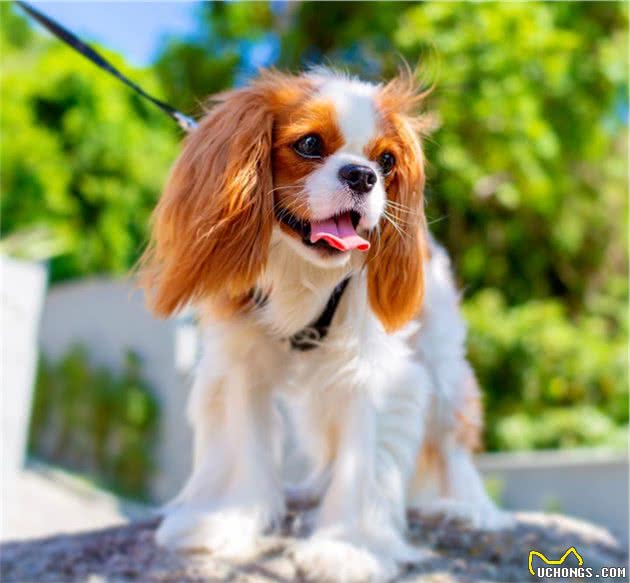 如此漂亮迷人的查理王小猎犬，你有见过吗？
