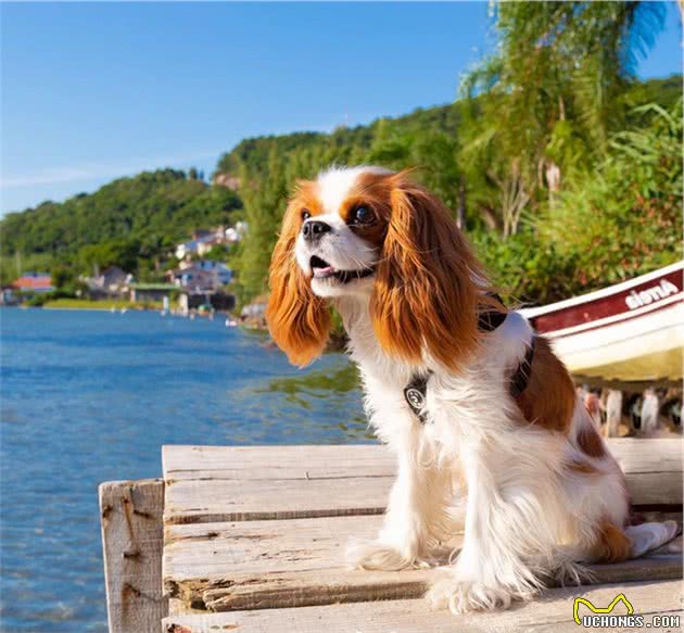 如此漂亮迷人的查理王小猎犬，你有见过吗？