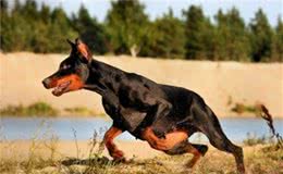 狗狗跑太久脚磨破出血