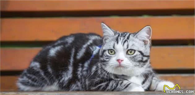 猫咪总是一副营养不良的样子？方法在这里