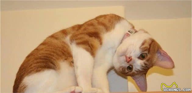 猫咪总是一副营养不良的样子？方法在这里