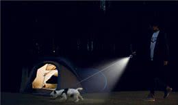 养狗必考|20个问题测测你是“合格”的主人吗？